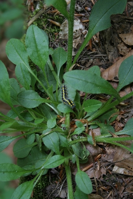 bruco giallo - Callimorpha dominula